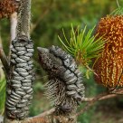 Three Cones