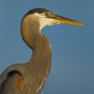 Heron