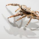 24 Legs