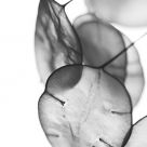 X-Ray-ted