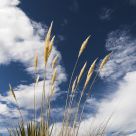 Grassy Skies