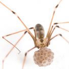 Spider and Eggs
