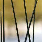 Reeds