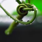 Tendrils after a Storm