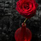 Rose #1