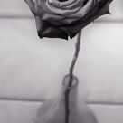 Rose #2