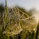 Pearled Web