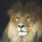 King