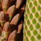 Patterns
