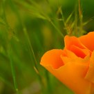 Poppy