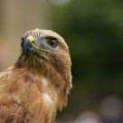 Buizert