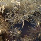 Iceflowers