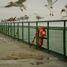 Pretty Gulls all in a line