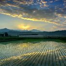Morning at the country