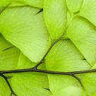 Fern