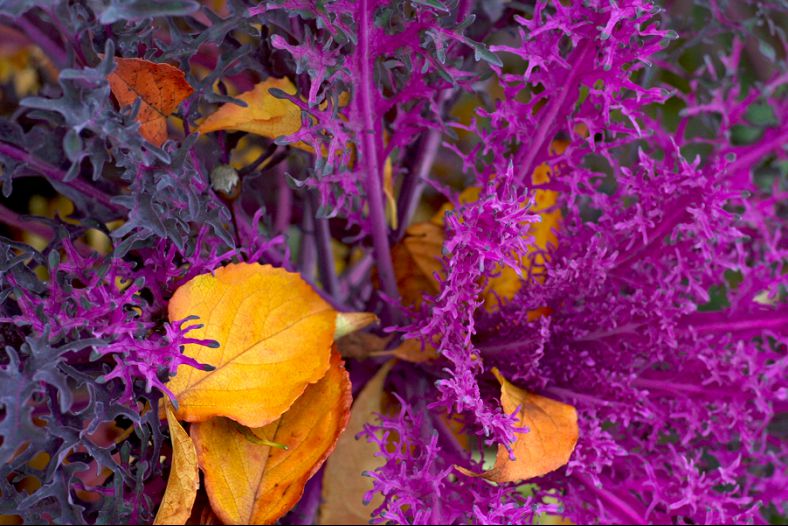 Purple & Gold