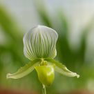 Orchid