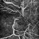 Eternal Absence