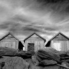 Lobster Shanties