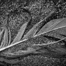 Sand and Feather
