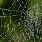 Pearl Web