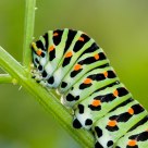 Swallowtail caterpillar