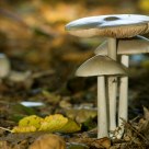 Four fungi