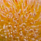 Yellow Orange
