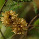 Fading Beauty