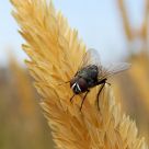 Fisheye Fly