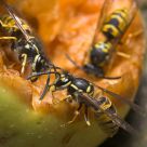 Wasp Twins