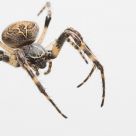 Araneus diadematus