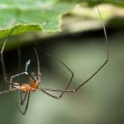 Smoking Spider