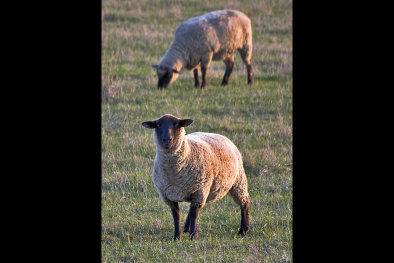 Sheep