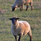 Sheep