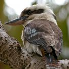 Kookaburra