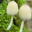 Fungi Duo