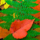 Autumn Color