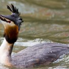 Emerged Grebe