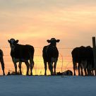 Curious Cows