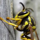Paper wasp