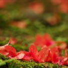 Fallen Cherry