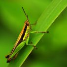 Grasshoper