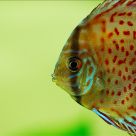 Discus