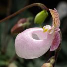 Rare Orchid