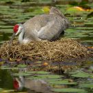 SandHill Crane - Back to work . . .