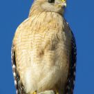 Keepin' an eye out . . .