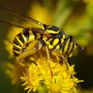 A Tiger in the Goldenrod