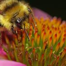 Bee Graphic