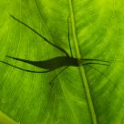 Grasshopper shadow